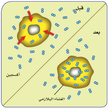 ما نوع النقل السلبي الذي يحدث في الشكل أدناه؟ ما نوع النقل السلبي الذي يحدث في الشكل أدناه؟